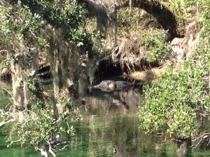 Gator at Blue Springs Park